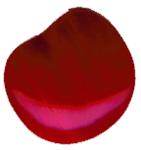 Apples - Large Red Opal - Purchase Online Secure!