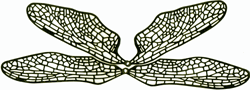 DFF24 Dragonfly Wing Filigree for SC20-1/C20-10 - Purchase Online Secure!