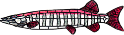 FD03GP Muskie W GlasPak - Purchase Online Secure!