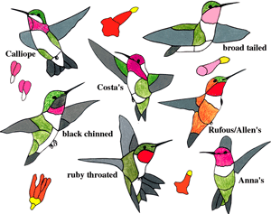 FD13GP Hummingbird w/Flowers W GlasPak - Purchase Online Secure!
