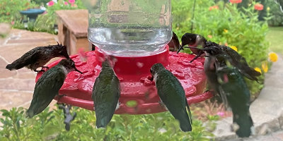 Hummingbird Fall Southward Migration