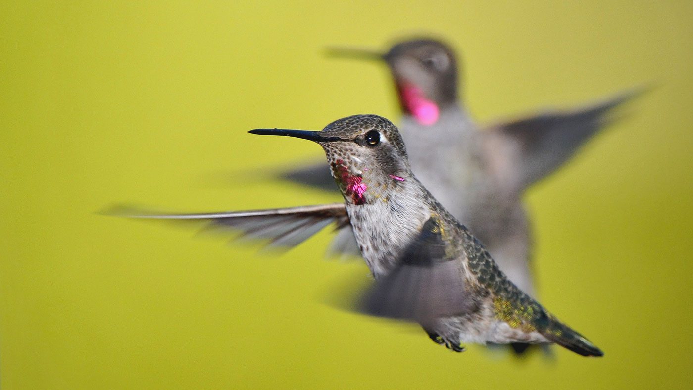 You're seeing fewer hummingbirds at your feeder. Should you worry?