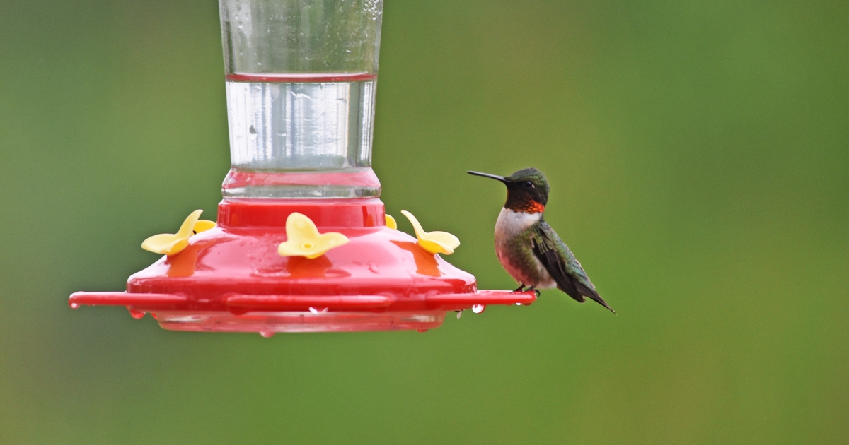 August 2024, Bird of the Month - Ruby-Throated Hummingbird