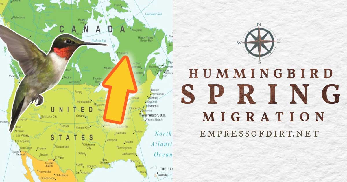 2024 Hummingbird Migration Map (Find Out When to Expect Them)
